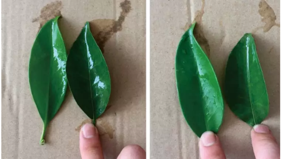 Effective wetting on leaf using glyphosate formulation with INVINO defoamer