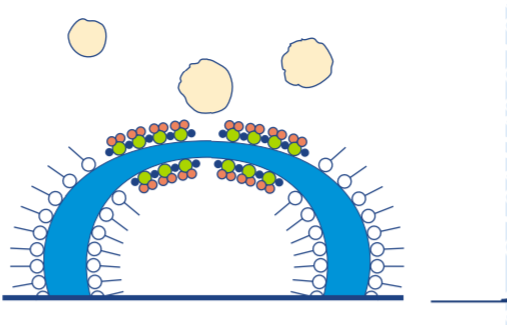 Microscopic visualization of interfacial spreading where the defoamer molecule forces displacement of the surfactant layer causing bubble wall rupture