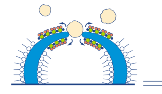 Microscopic engineering diagram of an active hydrophobic defoamer particle entering and bridging a surfactant-stabilized liquid film layer